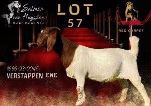 1X BOERGOAT FLOCK 39-208 DOE SALMON VAN HUYSSTEEN BOER GOAT STUD