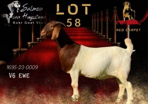 1X BOERGOAT FLOCK 39-209 DOE SALMON VAN HUYSSTEEN BOER GOAT STUD