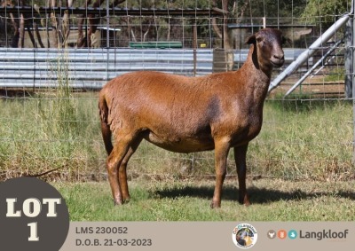 1X MEATMASTER EWE LANGKLOOF GAME FARM