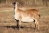1X MEATMASTER PREGNANT RECORDED EWE RED RIBBON MEATMASTERS
