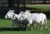 6X MEATMASTER PREGNANT EWE WILD EN VRY MEATMASTERS