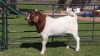 ONTTREK 1 x BOER GOAT RAM Freddie Stolper - 2