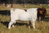 ONTTREK - 1 x BOER GOAT RAM Stafford Collen - 3