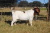 ONTTREK - 1 x BOER GOAT RAM Stafford Collen - 4