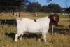 ONTTREK - 1 x BOER GOAT RAM Stafford Collen - 5