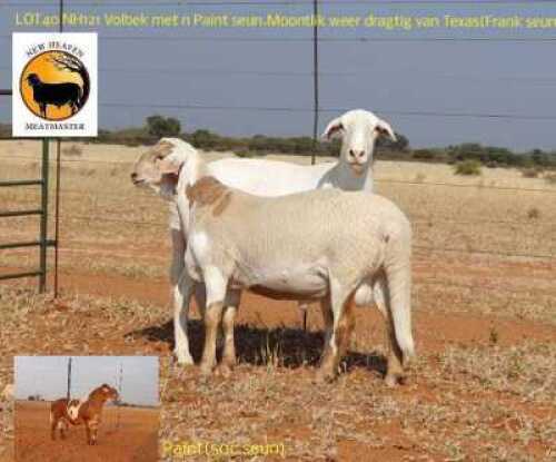 1X MEATMASTER PREGNANT EWE NEW HEAVEN