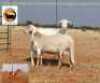 1X MEATMASTER PREGNANT EWE NEW HEAVEN
