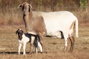 1X MEATMASTER RECORDED EWE RED RIBBON MEATMASTERS