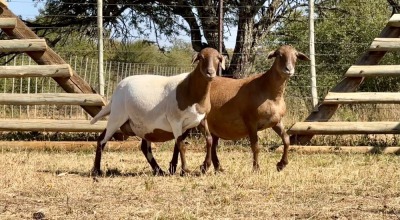 2X MEATMASTER PREGNANT EWE VOORWAARDS BOERDERY