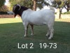 1 x BOER GOAT RAM Suzanne v Dyk KUDDE/FLOCK - 2