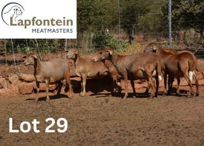 4X MEATMASTER PREGNANT EWE LAPFONTEIN MEATMASTERS