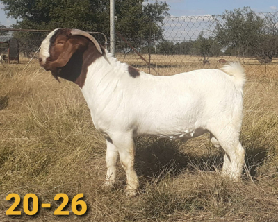 1 x BOER GOAT RAM Bertie Aucamp KUDDE/FLOCK