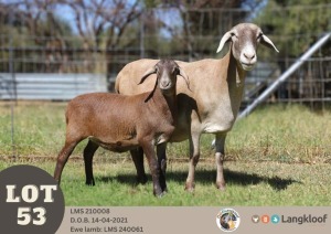 1X MEATMASTER RECORDED EWE LANGKLOOF GAME FARM