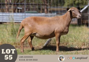 1X MEATMASTER PREGNANT RECORDED EWE LANGKLOOF GAME FARM