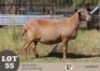 1X MEATMASTER PREGNANT RECORDED EWE LANGKLOOF GAME FARM
