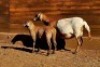 1+1X MEATMASTER RECORDED EWE HAKUNA MATATA MEATMASTERS - 2