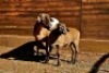 1+1X MEATMASTER RECORDED EWE HAKUNA MATATA MEATMASTERS - 3
