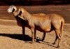 2X MEATMASTER RECORDED EWE HAKUNA MATATA MEATMASTERS - 2