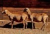 2X MEATMASTER RECORDED EWE HAKUNA MATATA MEATMASTERS - 3