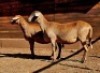 2X MEATMASTER RECORDED EWE HAKUNA MATATA MEATMASTERS - 4