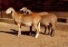 3X MEATMASTER RECORDED EWE HAKUNA MATATA MEATMASTERS - 2
