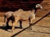 3X MEATMASTER RECORDED EWE HAKUNA MATATA MEATMASTERS - 3