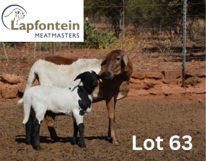 1X MEATMASTER EWE LAPFONTEIN MEATMASTERS