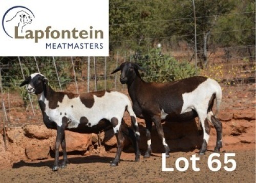 2X MEATMASTER PREGNANT EWE LAPFONTEIN MEATMASTERS