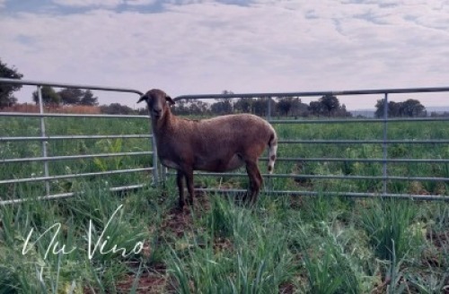 1X MEATMASTER RECORDED EWE NU VINO MEATMASTERS