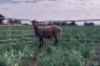 1X MEATMASTER RECORDED EWE NU VINO MEATMASTERS