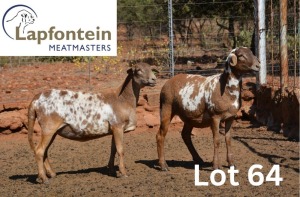 2X MEATMASTER PREGNANT EWE LAPFONTEIN MEATMASTERS