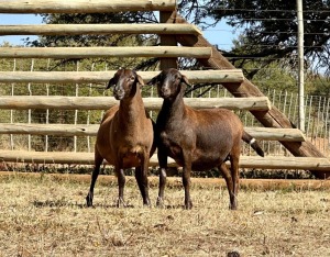 2X MEATMASTER PREGNANT EWE VOORWAARDS BOERDERY