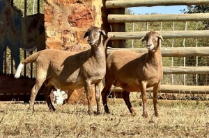 2X MEATMASTER PREGNANT EWE VOORWAARDS BOERDERY