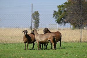 3X MEATMASTER PREGNANT EWE WILD EN VRY MEATMASTERS