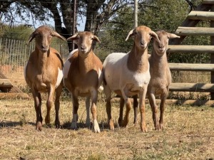 4X MEATMASTER EWE VOORWAARDS BOERDERY