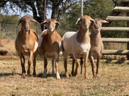 4X MEATMASTER EWE VOORWAARDS BOERDERY
