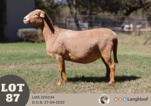 1+1X MEATMASTER PREGNANT RECORDED EWE LANGKLOOF GAME FARM