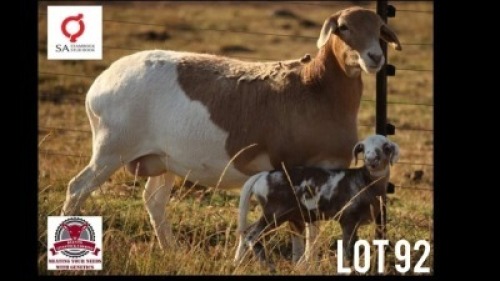 1+1X MEATMASTER RECORDED EWE KLUYTS LIVESTOCK FARMING