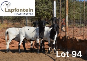 4X MEATMASTER EWE LAPFONTEIN MEATMASTERS