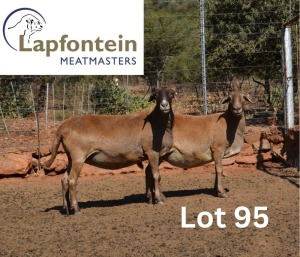 1X MEATMASTER PREGNANT EWE LAPFONTEIN MEATMASTERS