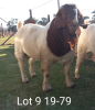 1 x BOER GOAT RAM Suzanne v Dyk STOET/STUD