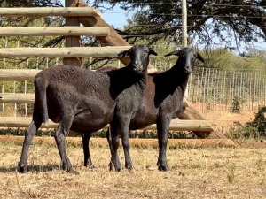 2X MEATMASTER PREGNANT EWE VOORWAARDS BOERDERY