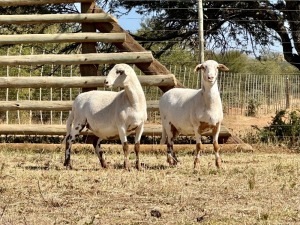 2X MEATMASTER PREGNANT EWE VOORWAARDS BOERDERY