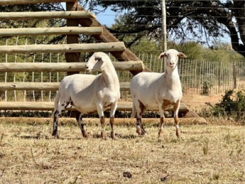 2X MEATMASTER PREGNANT EWE VOORWAARDS BOERDERY