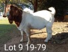 1 x BOER GOAT RAM Suzanne v Dyk STOET/STUD - 2