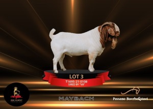 1X BOERGOAT "MAYBACH" STUD 39-385 BUCK PASSANO BOERBOKSTOET