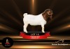 1X BOERGOAT STUD 48-218 BUCK PASSANO BOERBOKSTOET - 3