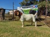 ONTTREK1 X BOER GOAT RAM Joubert Horn - 2