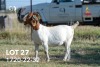 1+1X BOERGOAT STUD 42-170 DOE JOUBERT HORN BOERGOAT STUD