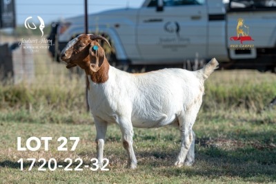 1+1X BOERGOAT STUD 42-170 DOE JOUBERT HORN BOERGOAT STUD